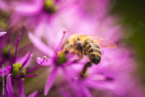 Close up of European honey bee on violet Allium flower photo