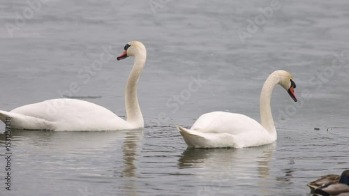 Two graceful swans glide through the cold waters of a partially frozen lake. One swan gently preens its feathers while the other looks ahead. The serene winter scene reflects in the rippling water.