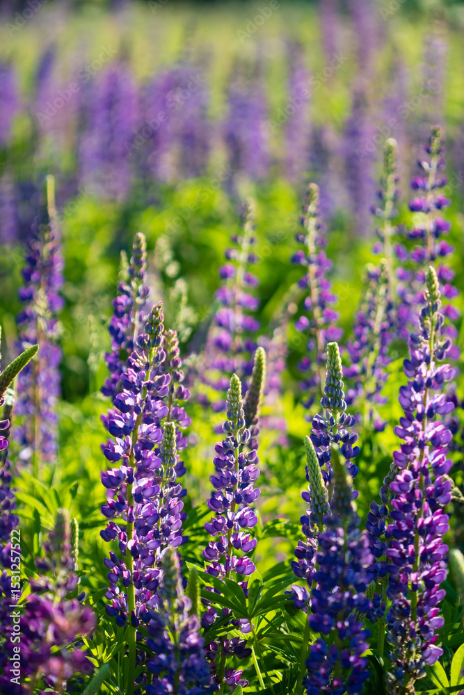 Obraz premium Purple lupines sway in the bright summer light, creating a serene atmosphere