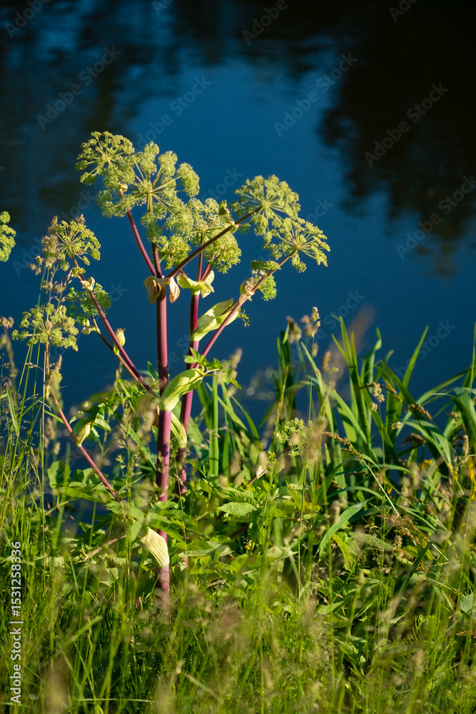 Fototapeta premium A bright wildflower stands by the calm river, surrounded by green and shimmering light