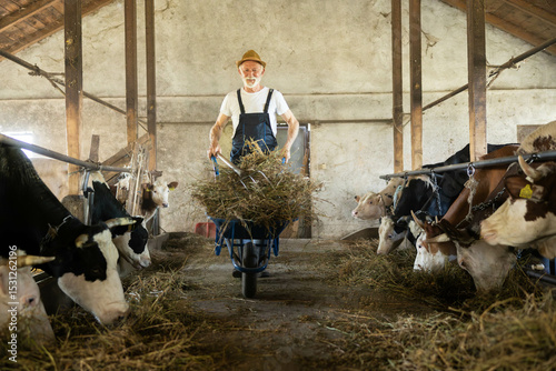 A dedicated farmer tending to cows, transporting hay in a wheelbarrow within a rustic barn setting, showcasing farm life.