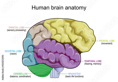Human brain anatomy.