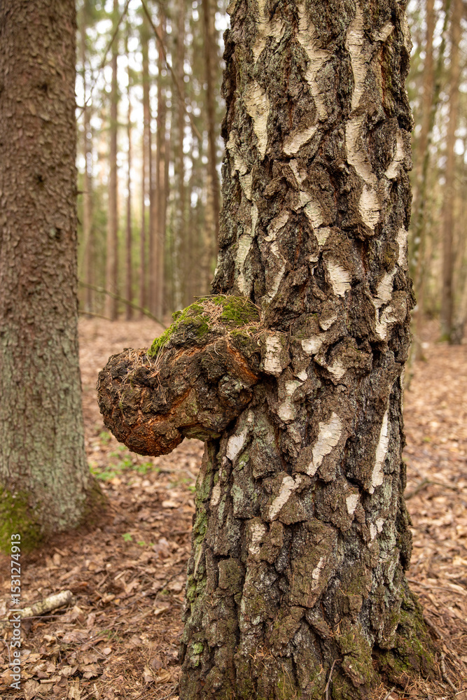 Obraz premium Birch bark, the texture of tree bark. Birch tree trunk