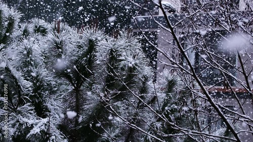 Beautiful winter scenery with snow falling on a  tree branch close-up.
