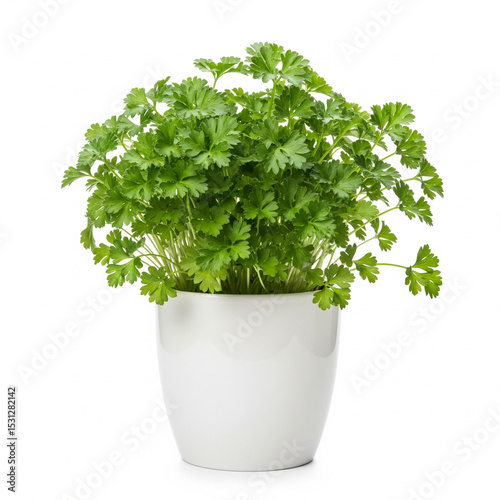 parsley herb plant in clean white ceramic pot isolated on pure white background