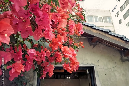 Fototapeta Naklejka Na Ścianę i Meble -  flowers on the window