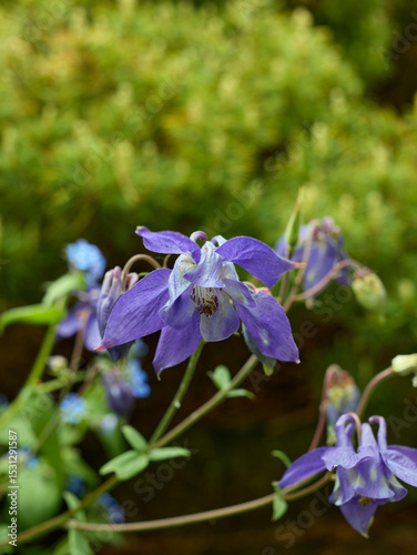 Aquilegia growing wild in the north Yorkshire smallholding garden at 900ft