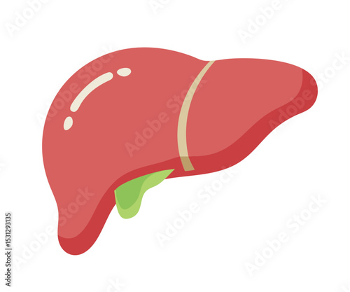 A healthy human liver with a gallbladder. The medical illustration flat 