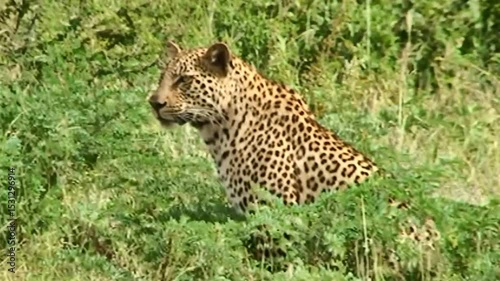 On the prowl. A sleek leopard moves gracefully through dense greenery, its spotted coat blending with the wild surroundings. Each step embodies stealth, strength, and the untamed beauty of nature.