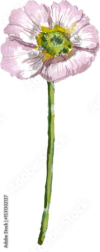 Fototapeta Naklejka Na Ścianę i Meble -  Pink Poppy Flower with Long Green Stem
