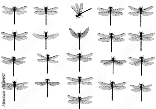 A Swarm of Dragonflies in a White Background Flying at Different Angles to Form a Pattern Design