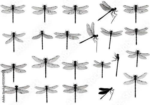 A Diverse and Graceful Group of Dragonflies Hovering Lightly in a Meadow on a Warm Summer Day