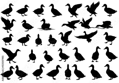 Silhouette Collection of Ducks in Various Poses Presenting Graceful Movement and Peaceful Aquatic Living in Various Forms and Shapes