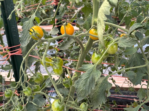 Budding tomatoes up close on the vines