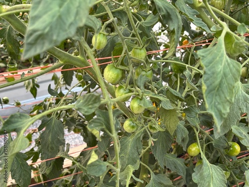 Budding tomatoes up close on the vines
