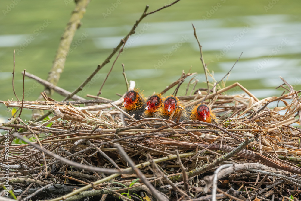 Few-day-old coot chicks (Fulica atra) in their nest. Few-day-old coot chicks (Fulica atra) in their nest.
