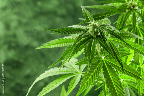 A close-up of a cannabis plant with serrated leaves and young flower buds on a blurred green background.