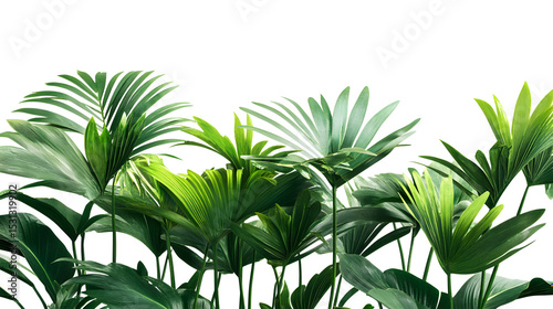 Tropical green palm trees, realistic isolated on white or transparent  background