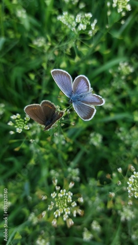 butterfly on a flower