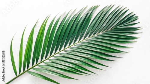 Vibrant palm leaf close-up tropical environment nature photography calm setting natural texture plant life for eco-themed projects