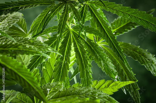 A close-up of a cannabis plant with serrated leaves and young flower buds on a blurred green background.