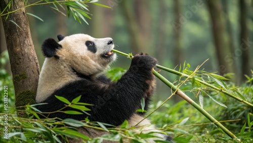 Panda eating bamboo in serene forest nature photography peaceful environment close-up view wildlife for nature lovers