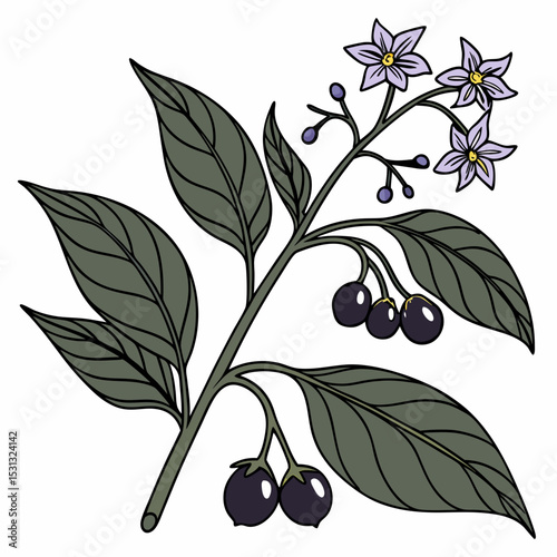 vector illustration of olives with leaves