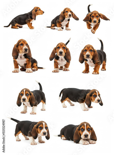 Basset Hound puppies standing in different poses isolated on white
