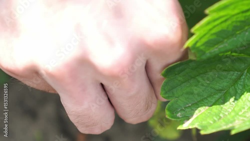 The hands of a young farmer pick red ripe strawberries from a bush in the garden beds, grown by himself