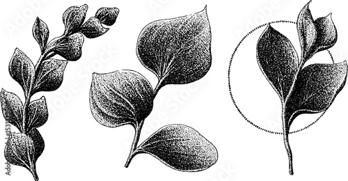 Abstract eucalyptus branch and leaves collection for botanical design inspiration