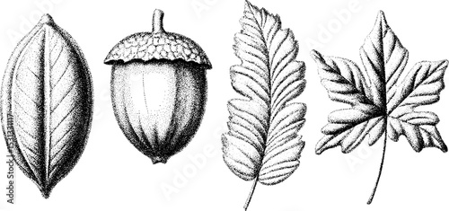 Botanical collection of chestnut, beech, and elm leaves with nut for design