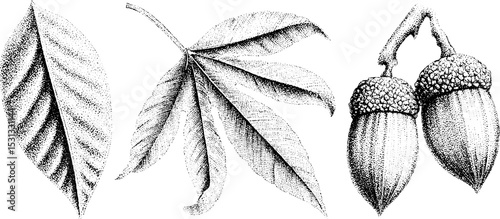 Botanical collection featuring chestnut leaf, beech nut, and elm leaf for nature design projects