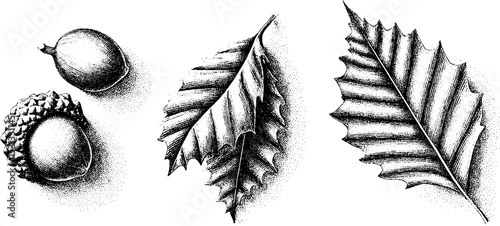 Botanical illustration of chestnut and elm leaves with beech nut for nature design