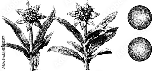 Botanical art of edelweiss flower with intricate circular patterns for nature-inspired designs