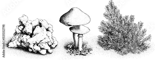 Nature elements featuring forest floor with mushrooms and pine needles for botanical design