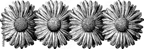 Geometric daisy heads with alternating petals for floral design