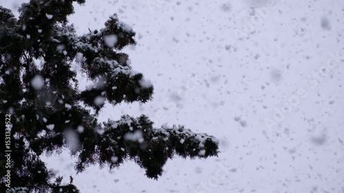 Beautiful winter scenery with snow falling on a  tree branch close-up.