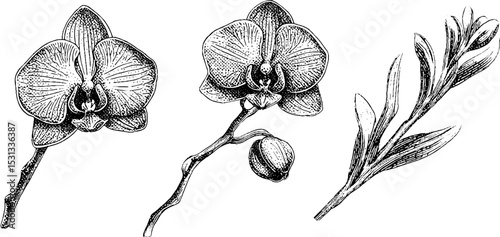 Elegant orchid blooms and slender stems outline for botanical design