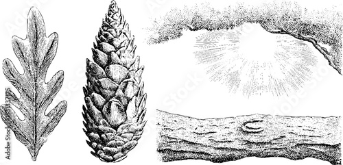 Nature elements: pine twig, conifer cone, forest path for natural design