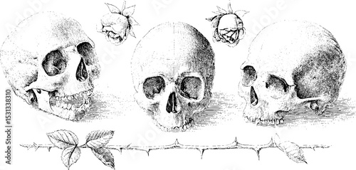 Skull and roses with thorns and leaves - gothic art for decorative design