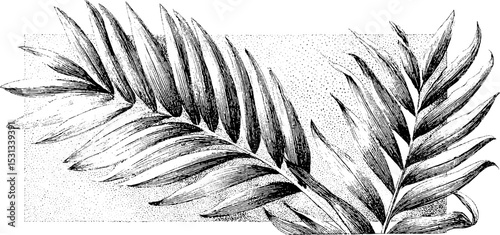 Elegant set of stylized palm leaves and segmented fronds for tropical decor and design