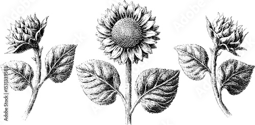 Botanical illustrations of sunflower heads with alternating seed patterns