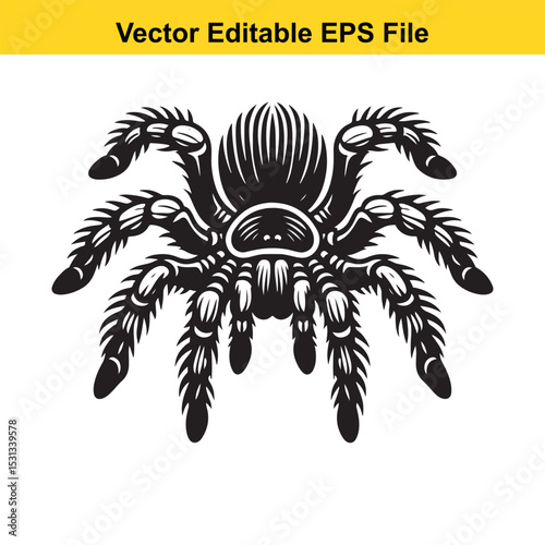 Vector illustration of a tarantula spider with detailed legs and body, perfect for tattoo designs or logos