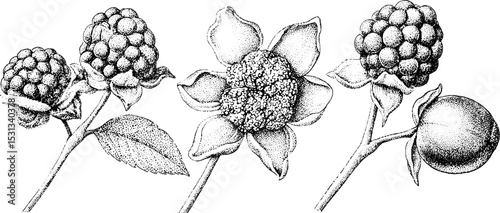 Thorny bramble and blackberry flower botanical illustration for nature design