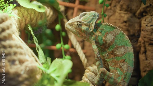 Chameleon clings to natural rope among green foliage, blending perfectly with surroundings as its eye rotates slowly, mimicking color tones of nearby leaves and textured vines in jungle-like habitat