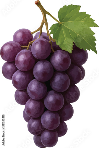 3D Grapes Bunch, Purple, Full View, Isolated on White
