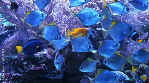 Beautiful fishes swim in big aquarium. View through glass of aquarium. Slow Motion video