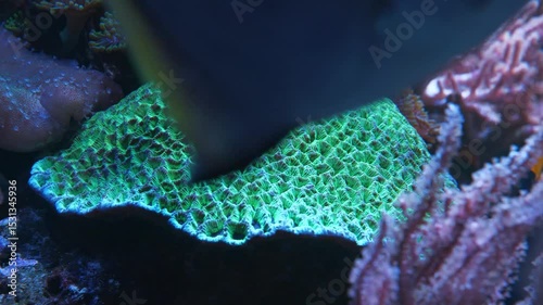Fishes swim by underwater plants and green brain coral - colony consisting of large number of small polyps whose intestinal cavities are connected to each other through system of canals