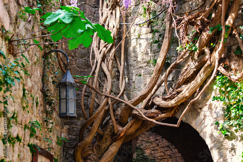 Ancient stone gate of Old Bar fortress in Montenegro entwined with thick climbing vines and rustic lantern