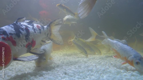 Koi, fancy carps fish swims in water. Underwater video. Colorful fancy carp and Koi fishes swims in aquarium near the bottom with white stones. 4K Slow Motion one minute video